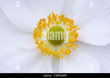 Anemone x hybrida 'Honorine Jobert'. Japanese anemone flower portrait. Stock Photo