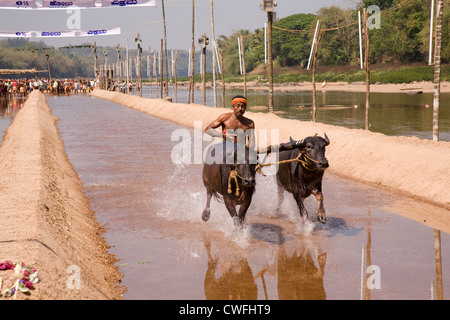 A man races a pair of buffaloes in a Kambala race in Karnataka, India. Stock Photo