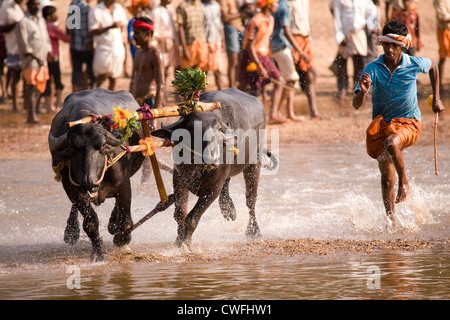 A man races after a pair of buffaloes which have broken free after a Kambala race in Karnataka, India. Stock Photo