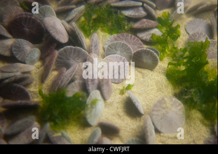 USA California CA Monterey Bay Aquarium - live sand dollars burrowing echinoids belonging to the order Clypeasteroida Stock Photo