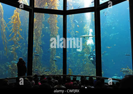 USA California CA Monterey Bay Aquarium  feeding time in the Kelp Forest exhibit Stock Photo