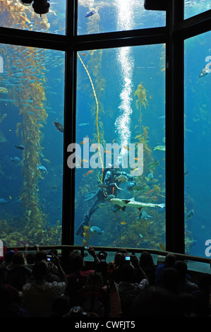 USA California CA Monterey Bay Aquarium - feeding time in the Kelp Forest exhibit Stock Photo