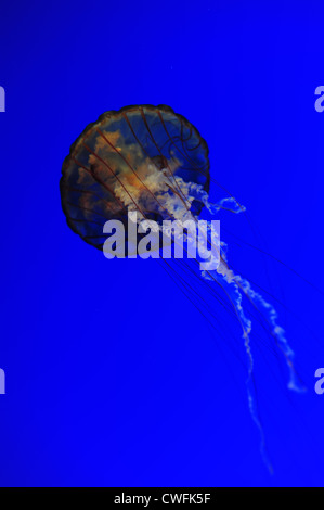 nettles jelly fish Stock Photo - Alamy