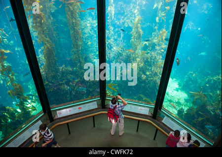USA California CA Monterey Bay Aquarium  Kelp Forest exhibit Stock Photo