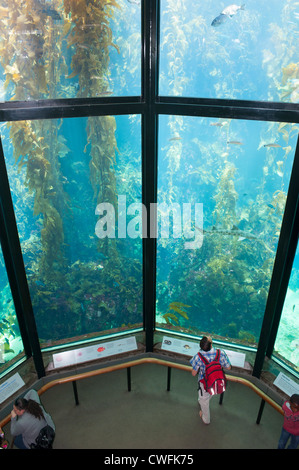 USA California CA Monterey Bay Aquarium -  Kelp Forest exhibit Stock Photo