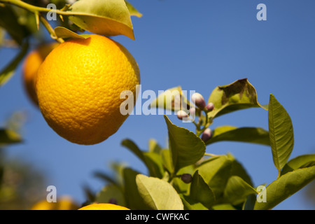 Orange and blossom on tree, California Citrus State Historical Park. Riverside, California Stock Photo
