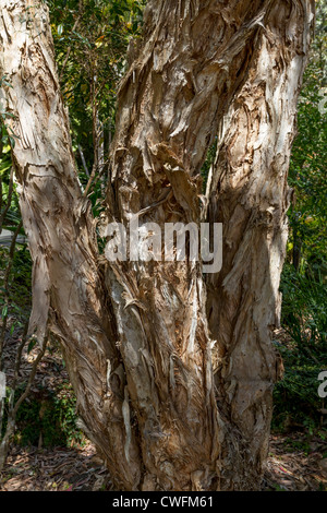 Close up detail of trunk of Melaleuca quinquenervia, also known as niaouli or broad-leaved paperbark or the paper bark tea tree Stock Photo