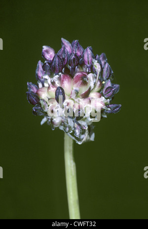 SAND LEEK Allium scorodoprasum (Liliaceae) Stock Photo