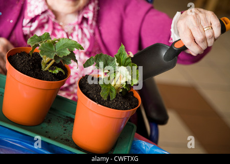 The hand of an old / senior / oap lady / person holding a trowel while potting a plant; part of therapy at an old people's home. Stock Photo