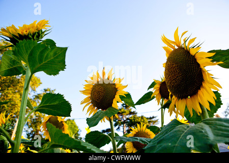 A Sunflower field in Carcassonne, Southern France Stock Photo