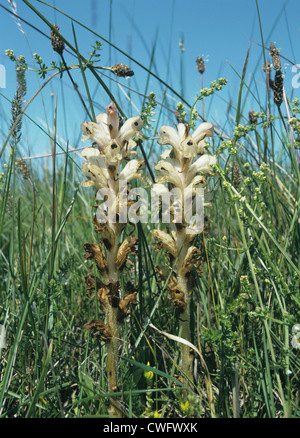 BEDSTRAW BROOMRAPE Orobanche caryophyllacea (Orobanchaceae) Stock Photo