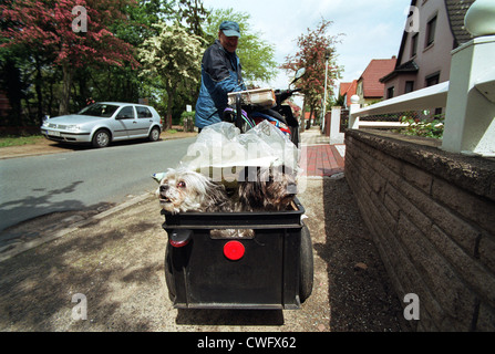 Zeitungstraeger sit on a scooter and trailer, where two dogs Stock Photo