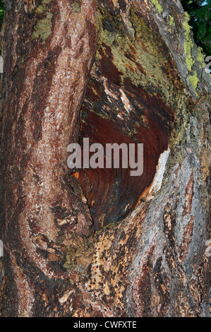a detail of a larch's trunk, Susa valley, Piedmont, Italy Stock Photo
