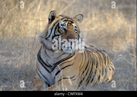 Bengal tiger (Panthera tigris tigris) lying down in dry forest, Ranthambhore national park, Rajastan, India. Stock Photo