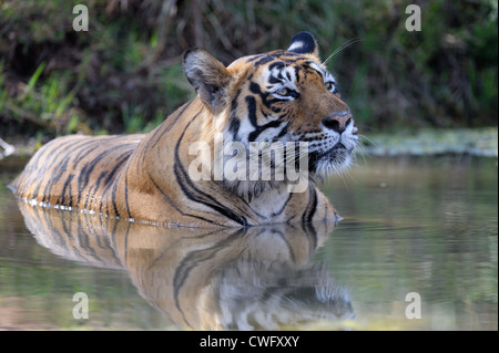 Bengal tiger (Panthera tigris tigris) lying down with reflection in water pond, Ranthambhore national park, Rajastan, India. Stock Photo