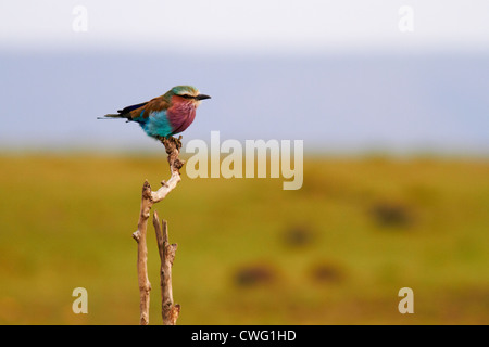 Lilac-breasted roller Masai Mara Stock Photo