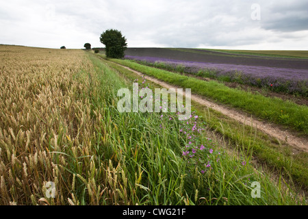 Lavender field with poppies in the foreground. Stock Photo