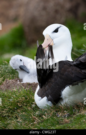 Black-browed Albatross (Thalassarche melanophris melanophris), Black-browed subspecies Stock Photo