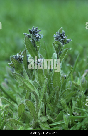 EARLY FORGET-ME-NOT Myosotis ramosissima (Boraginaceae) Stock Photo