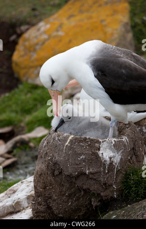 Black-browed Albatross (Thalassarche melanophris melanophris), Black-browed subspecies Stock Photo