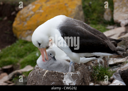 Black-browed Albatross (Thalassarche melanophris melanophris), Black-browed subspecies Stock Photo