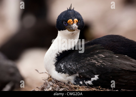 Imperial Cormorant (Phalacrocorax atriceps albiventer) adult on it's nest at a large breeding colony Stock Photo