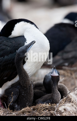 Imperial Cormorant (Phalacrocorax atriceps albiventer) adult on a nest with three young chicks Stock Photo