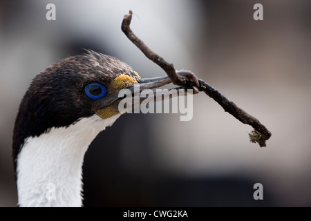 Imperial Cormorant (Phalacrocorax atriceps albiventer) adult with a twig for it's nest Stock Photo