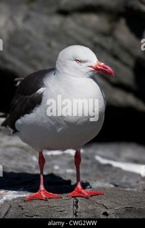 Dolphin Gull (Leucophaeus scoresbii), adult in breeding plumage resting on Saunders Island in the Falklands. Stock Photo