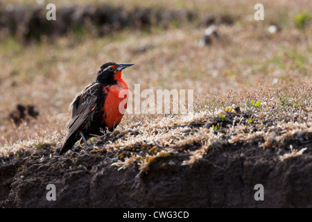 Long-tailed Meadowlark (Sturnella loyca falklandicus), male on Saunders Island in the Falklands. Stock Photo