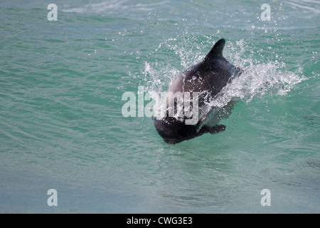 Commerson's Dolphin (Cephalorhynchus commersonii) fishing in the surf near shore on Saunders Island in the Falklands. Stock Photo