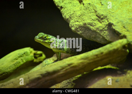 Blue Spiny Lizard (Sceloporus serrifer) Stock Photo