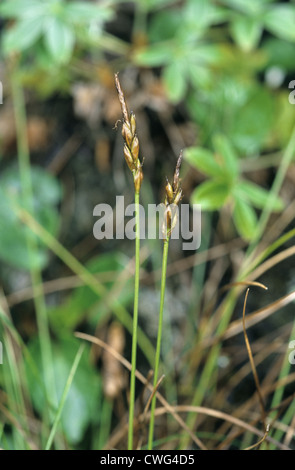 ROCK SEDGE Carex rupestris (Cyperaceae) Stock Photo