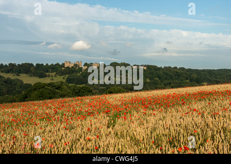 Looking across field of poppies to Hardwick Hall an Elizabethan stately home in Derbyshire, England Stock Photo