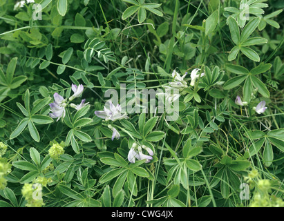 ALPINE MILK-VETCH Astragalus alpinus Stock Photo