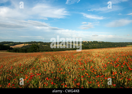 Looking across field of poppies to Hardwick Hall an Elizabethan stately home in Derbyshire, England Stock Photo