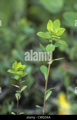 Broad-leaved Spurge Euphorbia platyphyllos Stock Photo