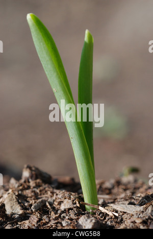 Green corn sprout  close up growing out of soil Stock Photo