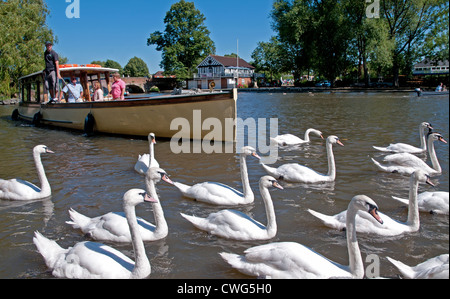 Sight seeing pleasure boat with big group of swans on River Avon Stratford upon Avon with blue summer sky Stock Photo