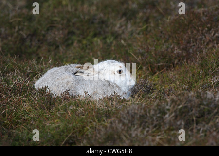 Mountain (or Blue) Hare Lepus timidus Shetland Islands, Scotland, UK Stock Photo