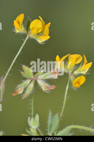 Hairy Bird's-foot Trefoil Lotus subbiflorus (Fabaceae) Stock Photo