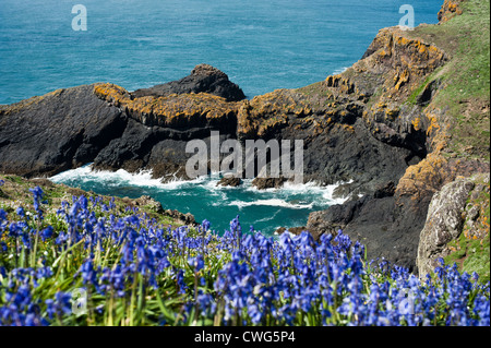 English Bluebells, Hyacinthoides non scripta, Bull Hole, Skomer Island, South Wales, United Kingdom Stock Photo