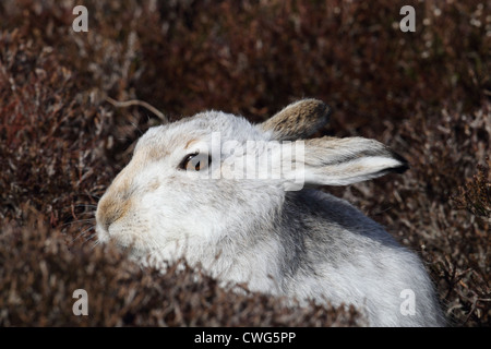 Mountain (or Blue) Hare Lepus timidus Shetland Islands, Scotland, UK Stock Photo