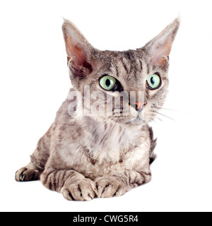 portrait of a purebred devon rex cat on a white background Stock Photo