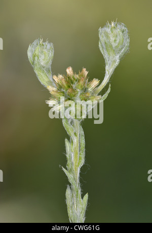 COMMON CUDWEED Filago vulgaris (Asteraceae) Stock Photo