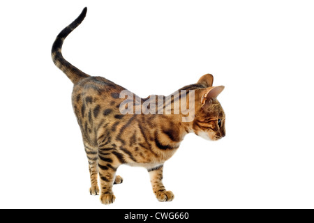 portrait of a purebred bengal cat on a white background Stock Photo
