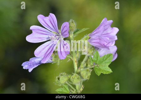 COMMON MALLOW Malva sylvestris (Malvaceae) Stock Photo