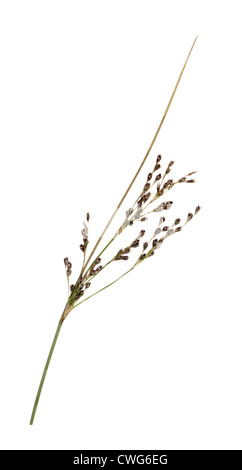 HARD RUSH Juncus inflexus (Juncaceae) Stock Photo