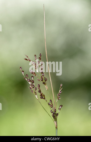 HARD RUSH Juncus inflexus (Juncaceae) Stock Photo