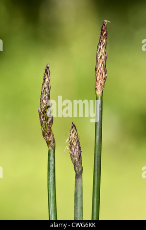 COMMON SPIKE-RUSH Eleocharis palustris (Cyperaceae) Stock Photo